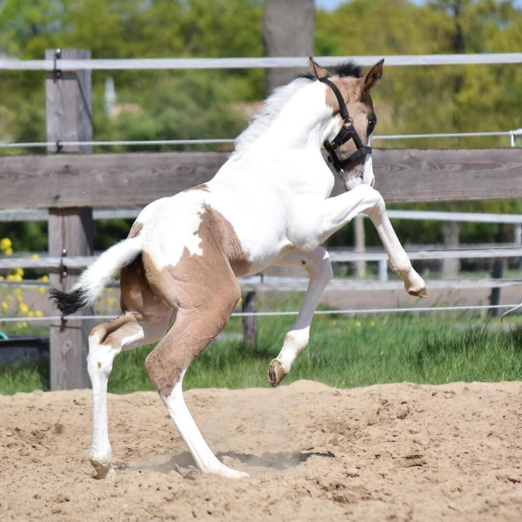 Paint Horse Gelding for Sale